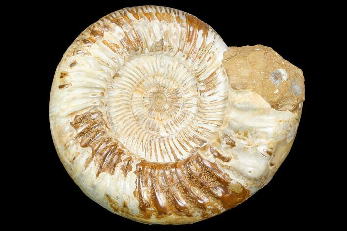 Jurassic Ammonite (Kranosphinctites?) - Madagascar #126065